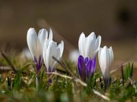 Bodenperspektive auf Krokusgruppe